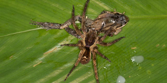 A wandering spider is photographed nibbling a lizard Cercosaura eigenmanni subadult.