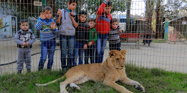 Palestinian children look through the fence of a lion cage at the Rafah Zoo in Gaza City, Gaza on February 13, 2019. Gaza's only animal care practice which was established 17 years ago faces closure due to economical problems caused by the Israeli blockade.