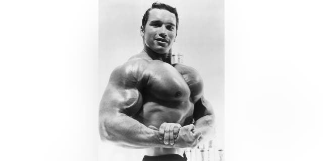 Circa 1967: Studio portrait of Austrian-born bodybuilder Arnold Schwarzenegger flexing his torso in an advertisement for a German protein product.