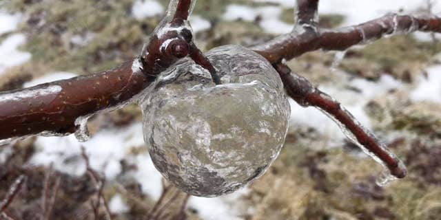 A so-called "ghost apple."