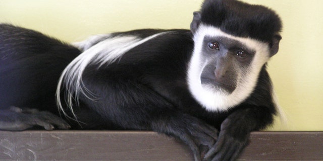 A handsome monkey has been entered into a lonely hearts column in a bid to find him a perfect match for Valentine's Day. Maarten the colobus monkey is looking for love in the form of an adopter and was entered into the lonely hearts column by his keepers. (Credit: SWNS)