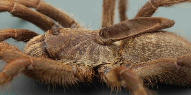 Close-up of the newly described tarantula species Ceratogyrus attonitifer, showing the peculiar soft and elongated horn-like protuberance sticking out of its back (paratype). (Credit: Ian Enelbrecht)