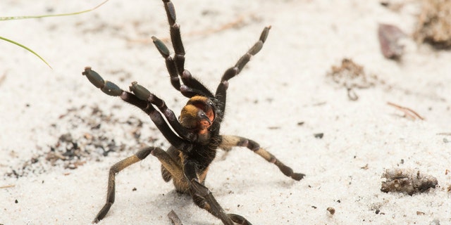 Individual of the newly described species (Ceratogyrus attonitifer) in defensive posture (typical for baboon spiders) in its natural habitat. (Credit: Kostadine Luchansky)