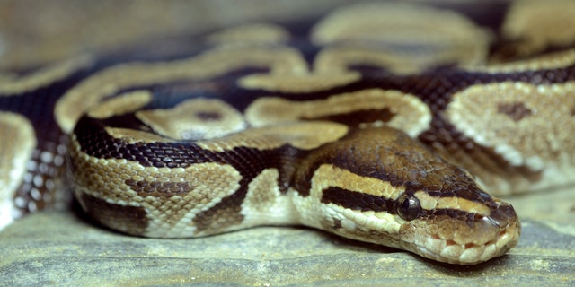 A Wisconsin man accused of killing a young man in a dispute over $ 27,850 worth of reptiles and equipment, has been charged with first-degree intentional homicide.