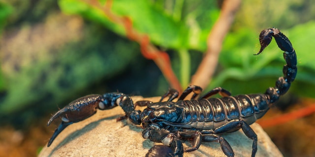 Passengers Spot Giant Scorpion Crawling Out Of Overhead Bin On Plane 