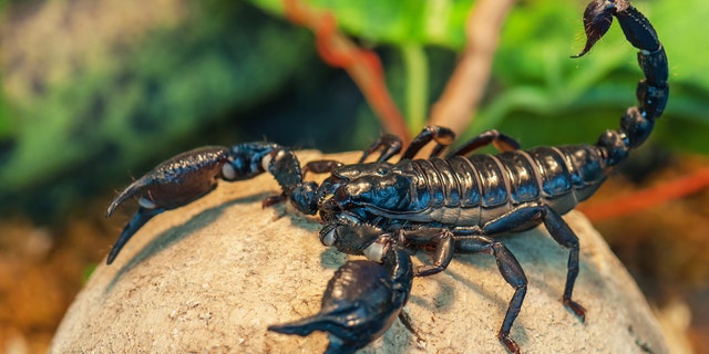 The scorpion (not pictured) may have been living on the plane for a week.