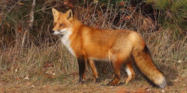 Police say the group of men lured the foxes out of their den with fire. 