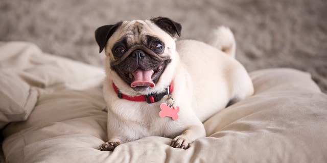 This adorable pug has stolen someone's heart away. A new survey about the dogs in our life and how much we love them included the findings from 400 people age 18 and older.