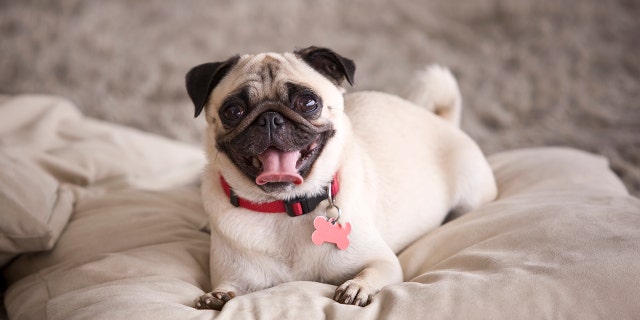An investigation is being launched after a family's pug was seized and sold on eBay over unpaid debts - and the dog's new owner isn't happy