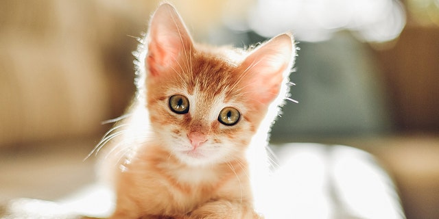 A kitten bite led to a nearly $50,000 medical bill for one Florida woman. (iStock)