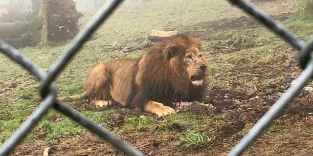 A zoo in the U.K. is under fire for allowing visitors to play tug-of-war with its big cats.