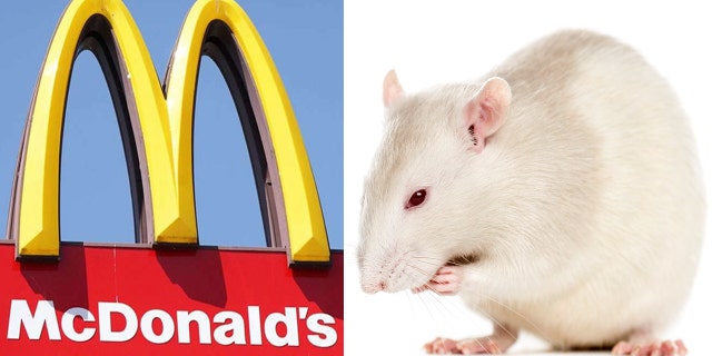Police are still searching for the man who released a fat rat inside a New Jersey McDonald’s during peak dining hours.