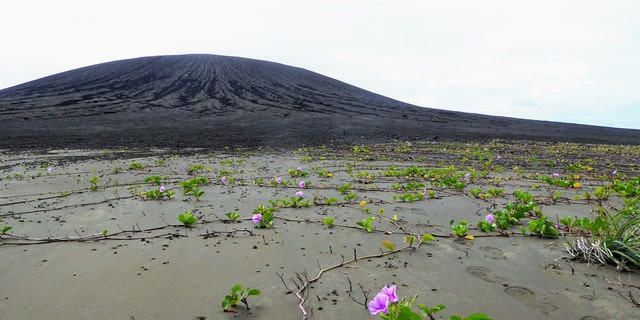 Vegetation taking root on the flat isthmus of Hunga Tonga-Hunga Ha’apai. The volcanic cone is in the background. (Credit: Dan Slayback)