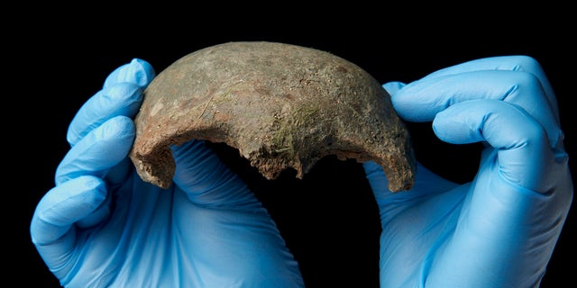 Someone fished this human skull fragment from the filthy River Thames in London. It is roughly 5,600 years old.