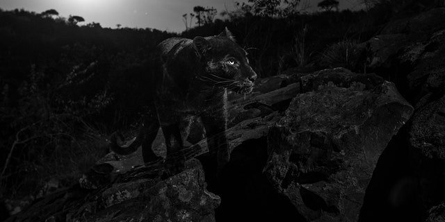 Will Burrard-Lucas says the black leopard could easily go undetected at night.