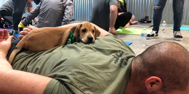An adoptable puppy lays on a participant's back during the class. (ROB DIRIENZO / FOX NEWS)