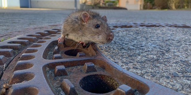 Fat rat stuck in manhole cover saved by team of German firefighters