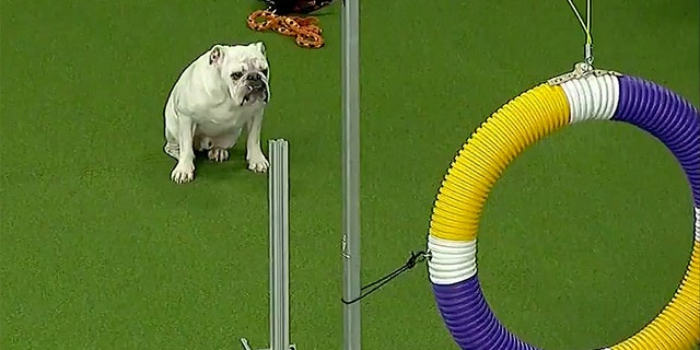 Rudy the bulldog. (Fox Sports)