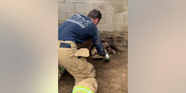 California firefighters on Wednesday came to the rescue of a 70-pound tortoise named Godzilla and a dog named Taylor who got trapped in a tunnel, officials said.