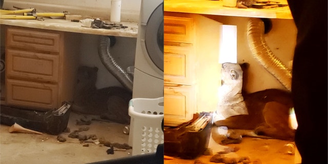 California resident Sean Ishol snaps a photo of a mountain lion lurking behind his washing machine.