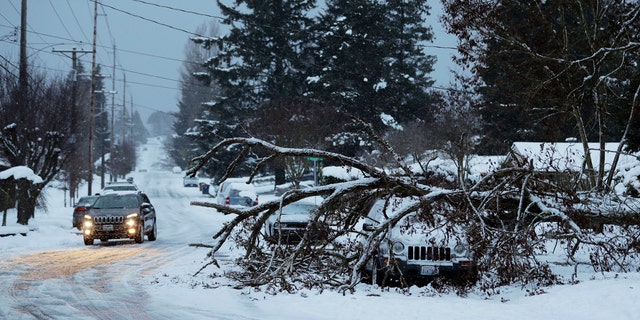   A tree sits on a vehicle on Sunday, February 10, 2019, in a residential street in Tacoma, Wash. 