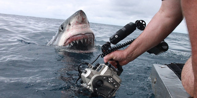 He spots the camera and comes in for a closer look. (Credit: Australscope/Media Drum World)