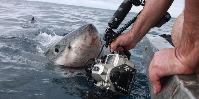 So close he could taste him! STUNNING pictures have captured the moment a huge Great White shark came within inches of a photographer’s hand as he tried to get the best shot. (Credit: Australscope/Media Drum World)