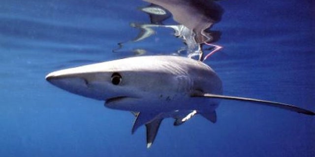 Florida is set to possibly adopt a rule prohibiting the scattering of fish parts and fish blood - known as "chum" - a practice used by fishermen to attract sharks.
