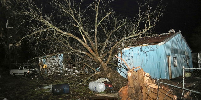 A large tree is located in one of several buildings housing antique cars in Lawrence Motors on Highway 50 in Columbus, Miss. area, Saturday, February 23, 2019.