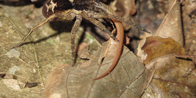 Pavouk bludný (Ctenidae) loví v amazonském deštném pralese subadultního ještěra Cercosaura eigenmanni.