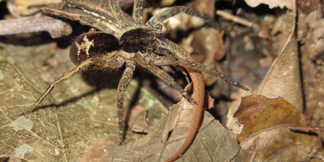 A wandering spider (Ctenidae) preys on a subadult Cercosaura eigenmanni lizard in the Amazon rainforest.