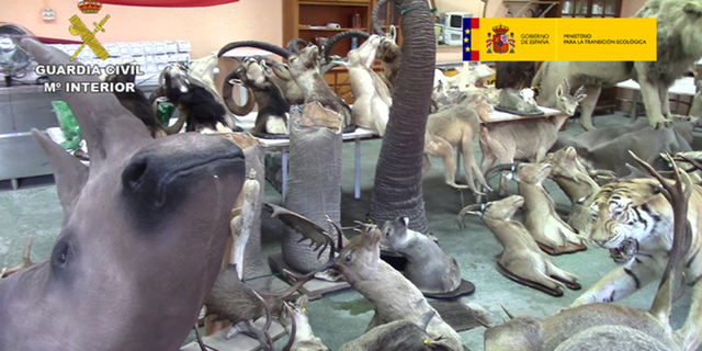 The stuffed animals included giraffes, rhinos, lions and tigers, many of which are classified as endangered species and not allowed to be hunted or trafficked, police said on Tuesday.