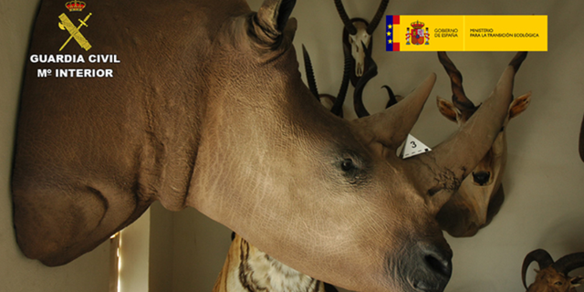 The stuffed animals included giraffes, rhinos, lions and tigers, many of which are classified as endangered species and not allowed to be hunted or trafficked, police said on Tuesday.