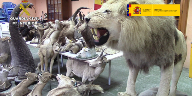 Over 200 stuffed endangered animals were seized.