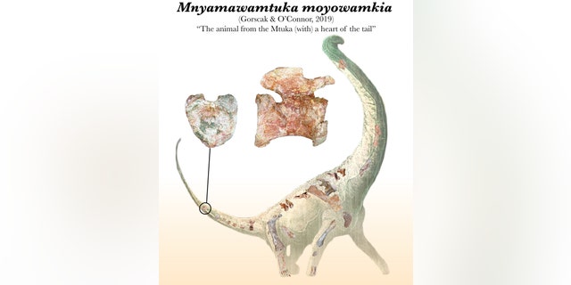 Illustration illustrating Mnyamawamtuka moyowamkia's "Heart Tail" and a selection of bones recovered from his skeleton. (Credit: Mark Witton)