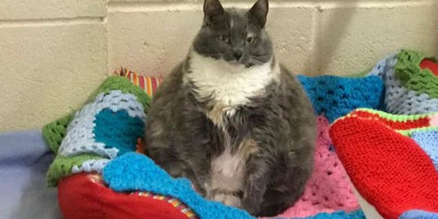Mitzi, the eight-year-old cat, before her weight loss; weighing a hefty 17 pounds.