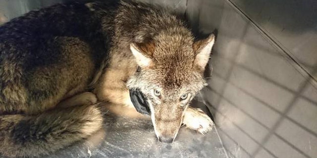 After making the discovery, the veterinarians decided to put the wolf in a cage, at the risk of the animal becoming more aggressive once its blood pressure picked back up