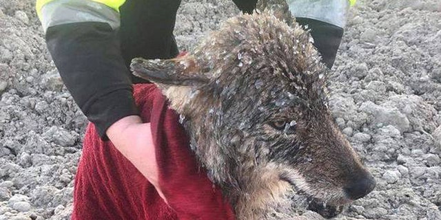 Dam workers in Estonia rescued what they thought was a dog stuck in icy waters on Wednesday, but it turned out to be a very friendly wolf