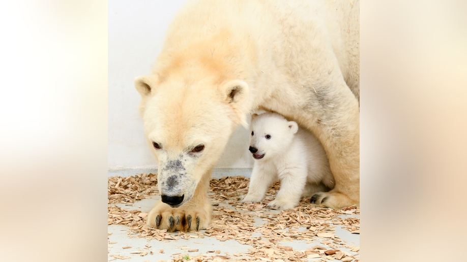 berlin s polar bear