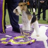 King, a wire fox terrier, poses after winning Best in Show at the 143rd Westminster Kennel Club Dog Show in New York City, Feb. 12, 2019. 