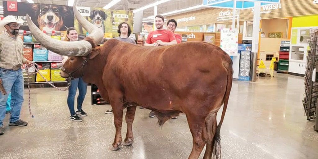 Texas man brings steer to Petco to test ‘all leashed pets are welcome’ policy