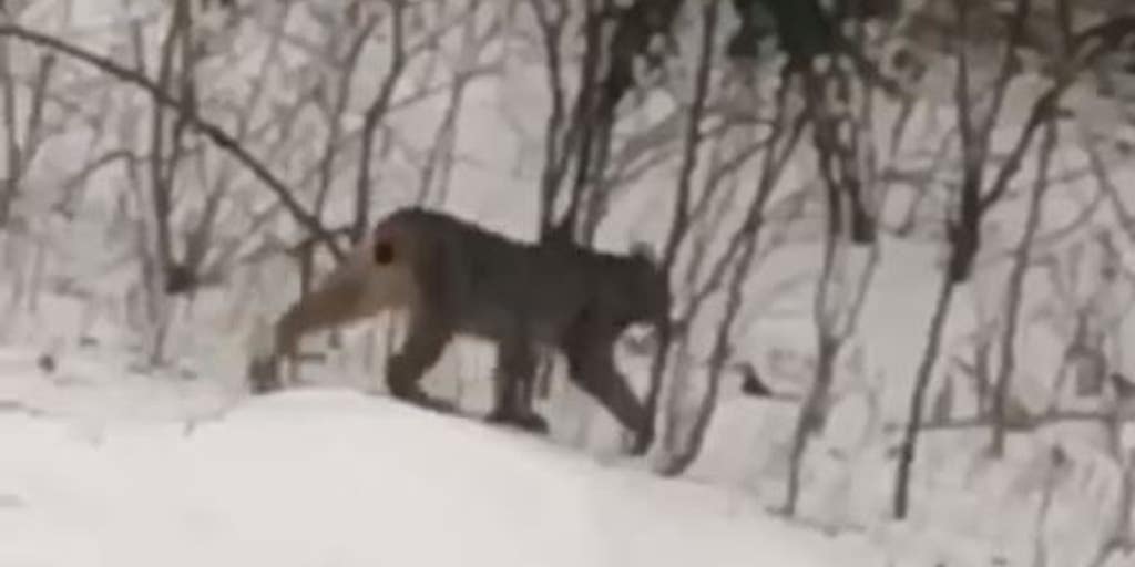 Escaping Tail End Of Winter By Roaming >> Rare Lynx Roaming Michigan Woods Puzzles Wildlife Experts Fox News Escaping Tail End Of Winter By Roaming >> Rare Lynx Roaming Michigan Woods Puzzles Wildlife Experts Fox News