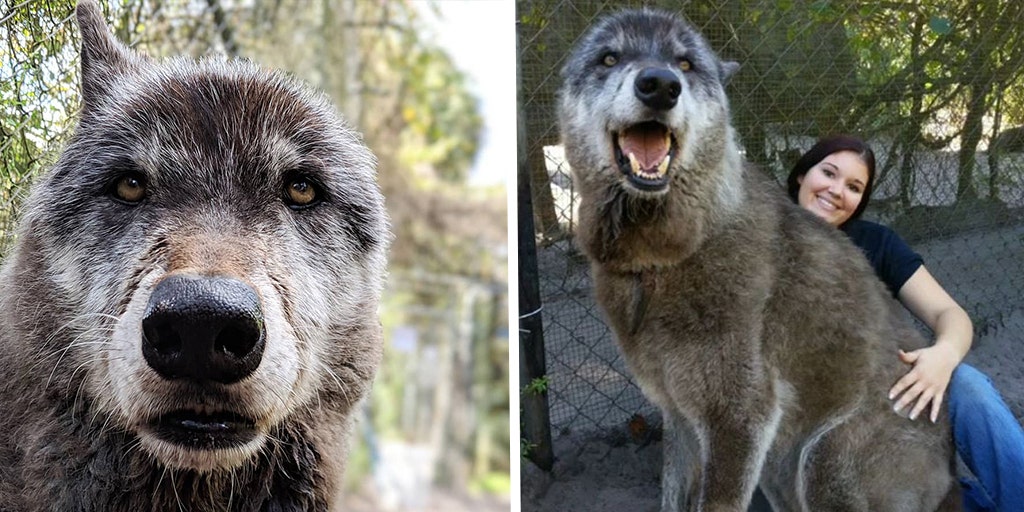 Wolfdog hybrid gains online fame at Florida sanctuary | Fox