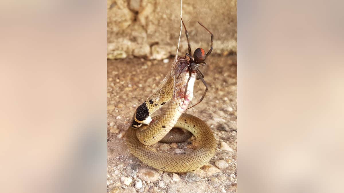 giant australian spider eats snake