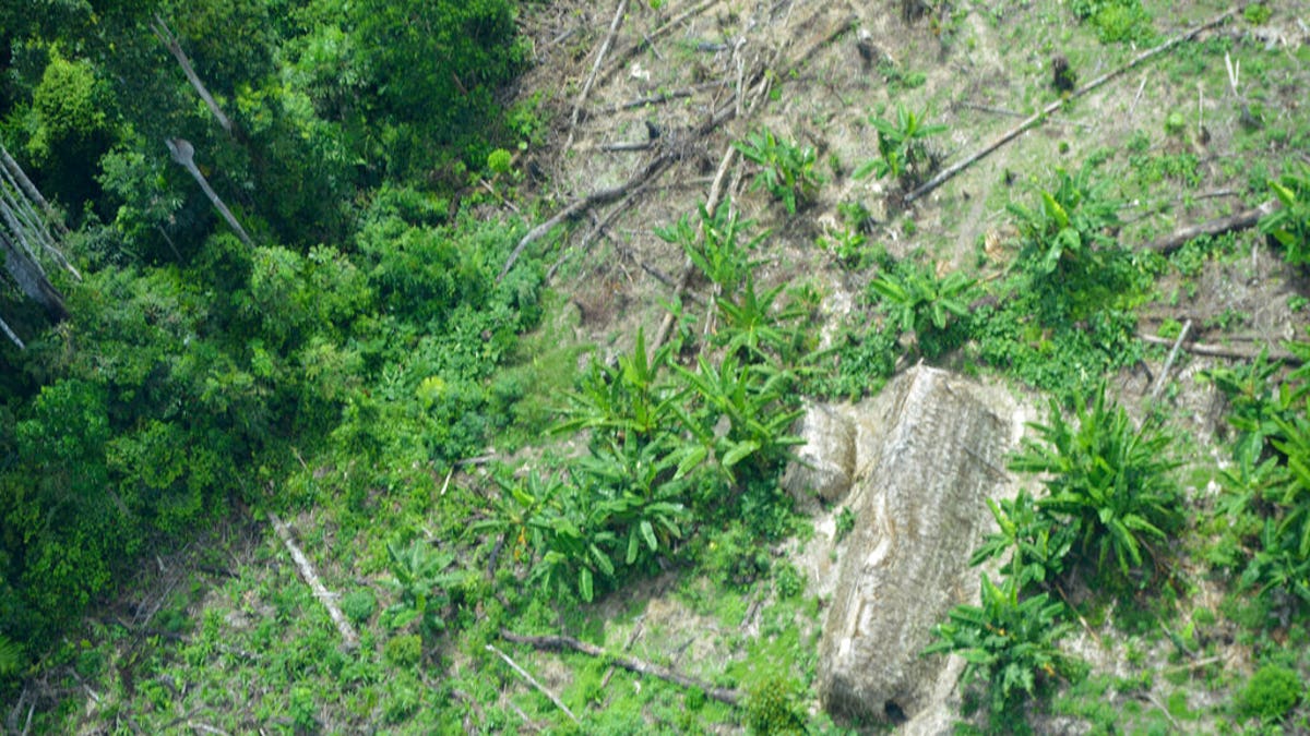 This undated 2014 handout photo released by Brazil’s National Indian Foundation, FUNAI, shows a "maloca," or long house, created by the Korubo tribe, in the Javari Valley, in the northern state of Amazonas, Brazil.