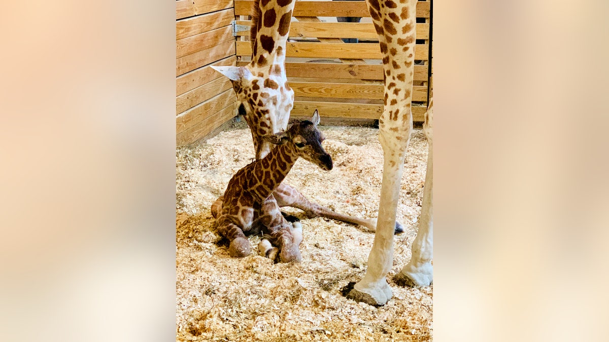 This photo provided by Animal Adventure Park shows April the Giraffe with her new male calf on Saturday in Harpursville, N.Y. 