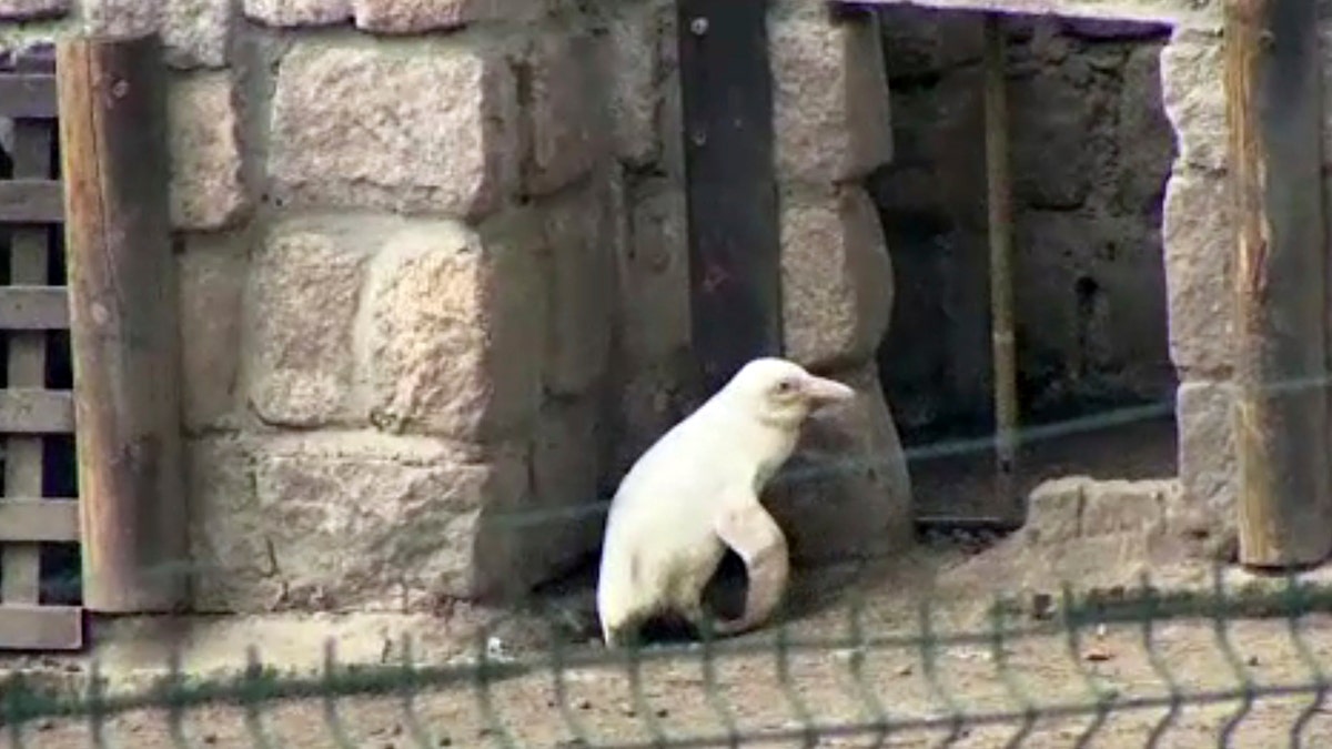 In this image made from video, an albino penguin is seen along in its enclosure in Gdansk zoo, Gdansk, Poland, Friday, March 22, 2019.