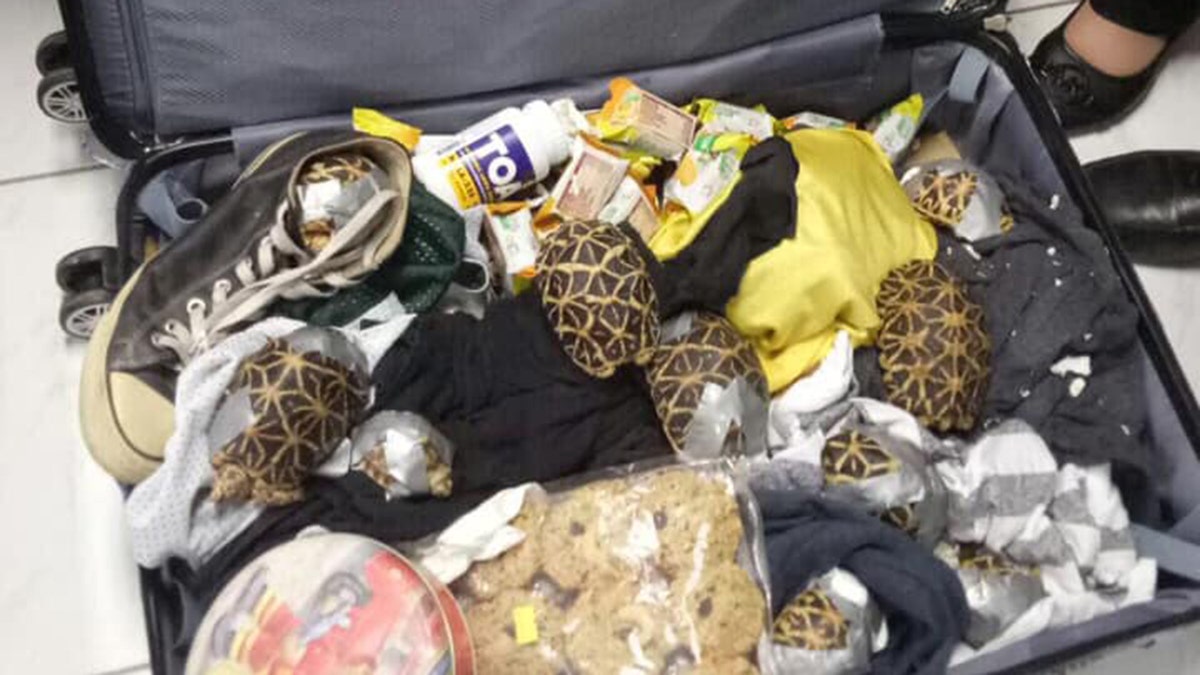 Officials confirmed Monday that the turtles and tortoises — which included at least one threatened species — were found abandoned in the airport's arrivals area.