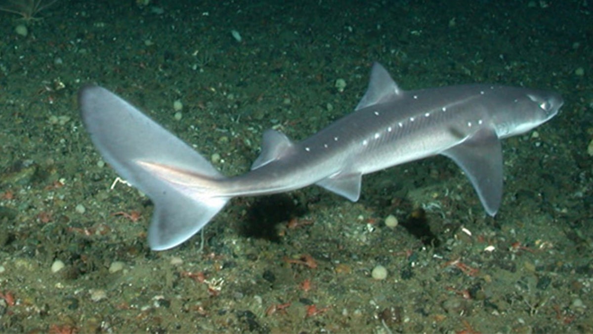 About 60 dead spiny dogfish sharks have washed up on beaches in New Jersey over the weekend, according to the state's Division of Fish and Wildlife.