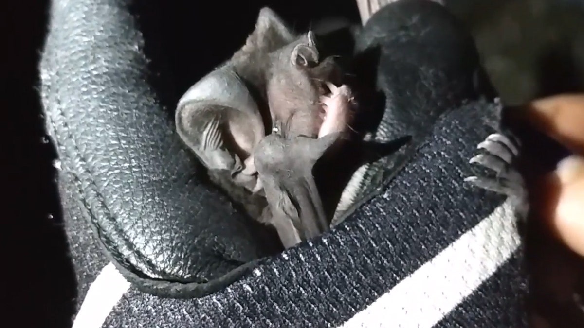 Bonneted bats are brown in color and the size of an iPhone at rest.